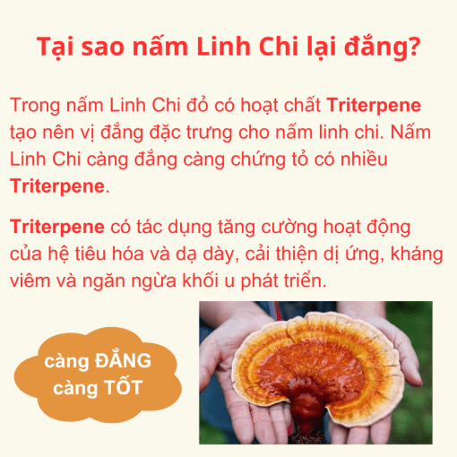 nấm linh chi đỏ