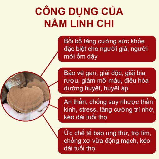 nấm linh chi đỏ