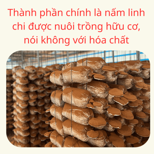 nấm linh chi đỏ